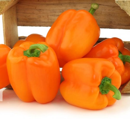 Bell Pepper Bull -  Bychok